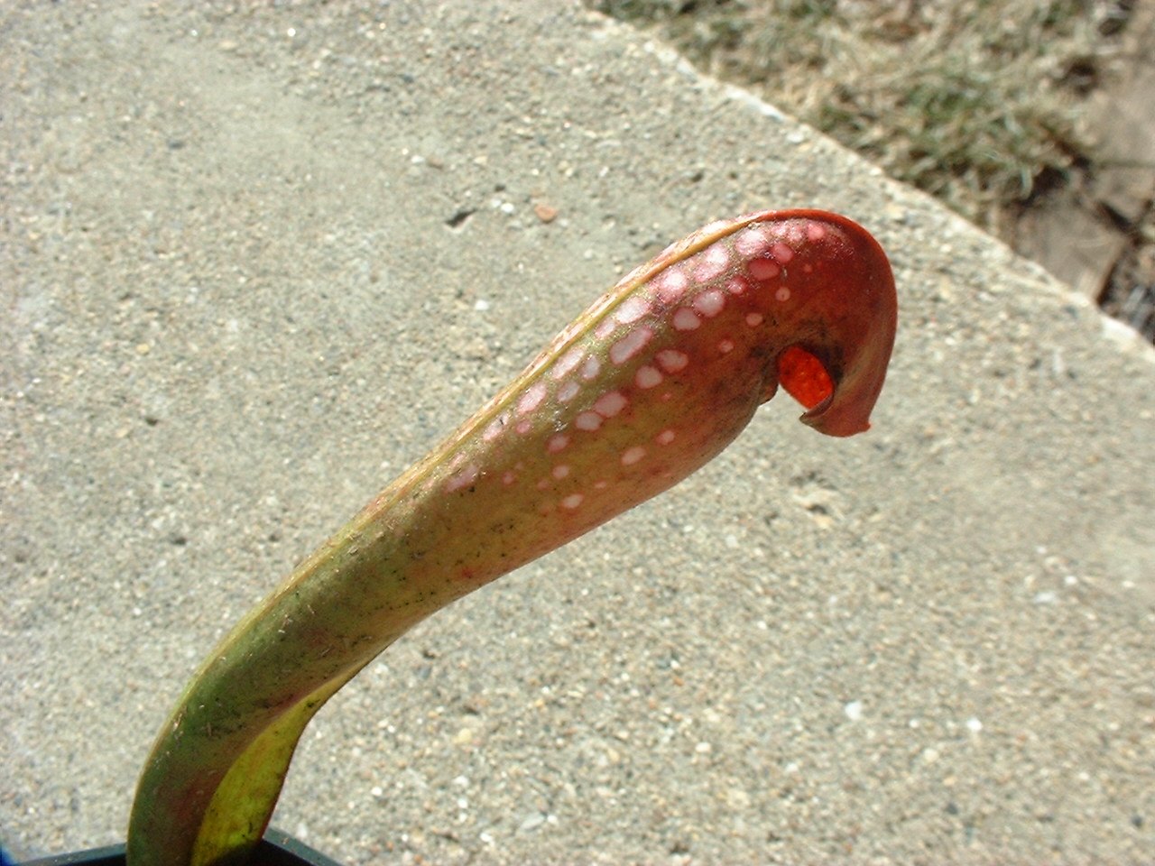 Sarracenia minor